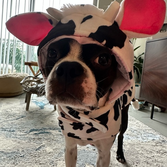 Other - Cow costume for dogs